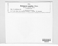 Melampsora populina image
